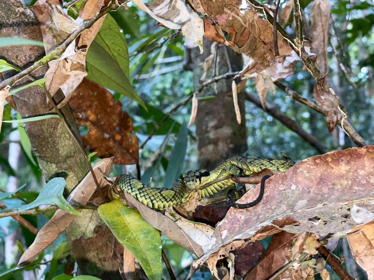 Sinharaja Forest Gate Денияйя Экстерьер фото