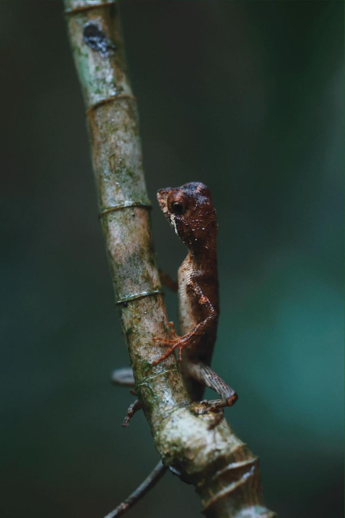 Sinharaja Forest Gate Денияйя Экстерьер фото